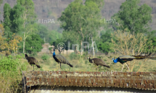  National Bird Peacock