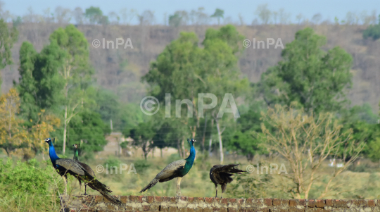  National Bird Peacock