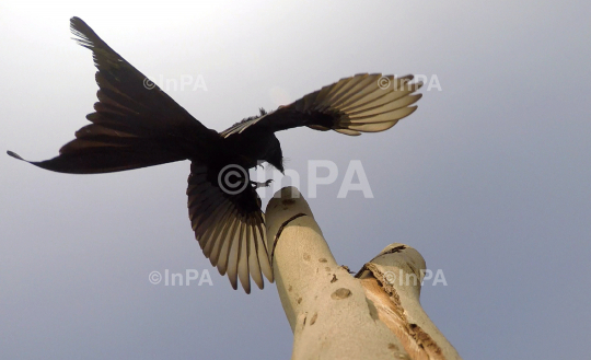 A bird with expanded wings