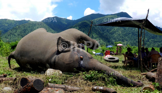 A carcass of a full groun Female adult wild elephant