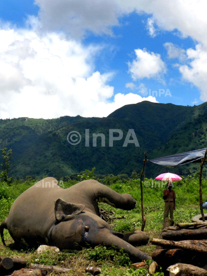 A carcass of a full groun Female adult wild elephant