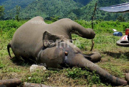 A carcass of a full groun Female adult wild elephant