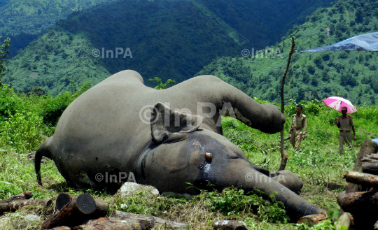 A carcass of a full groun Female adult wild elephant