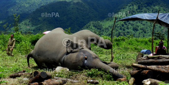 A carcass of a full groun Female adult wild elephant