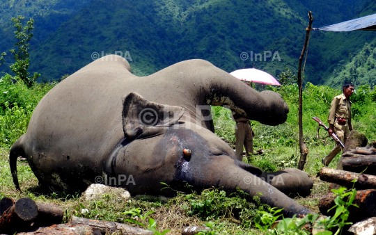 A carcass of a full groun Female adult wild elephant