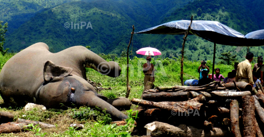 A carcass of a full groun Female adult wild elephant