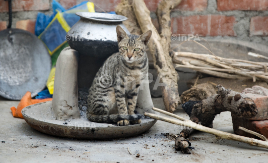 A cat warms herself from a famer's a clay stove