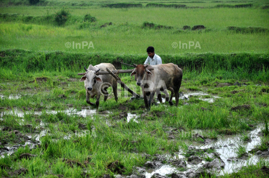 A farmer ploughs his paddy field