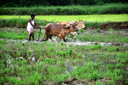 A farmer ploughs his paddy field