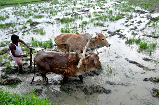 A farmer ploughs his paddy field