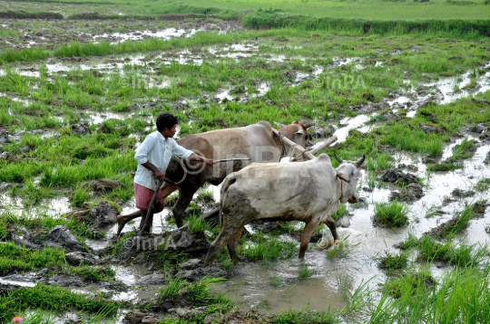 A farmer ploughs his paddy field