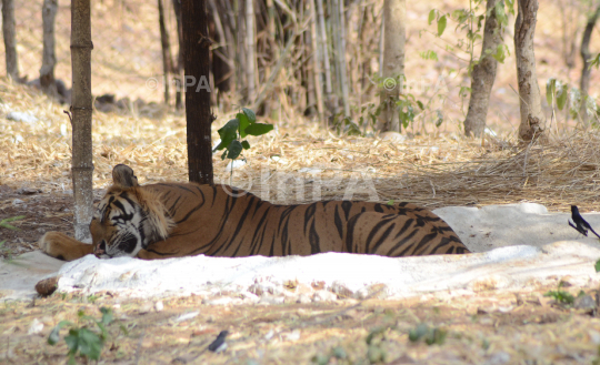 A Royal Bengal Tiger 