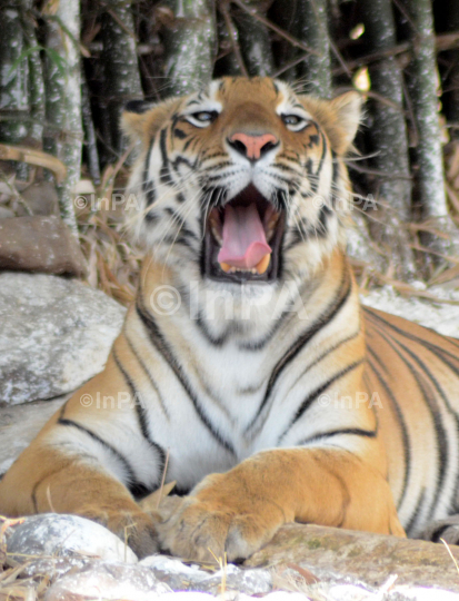 A Royal Bengal Tiger 