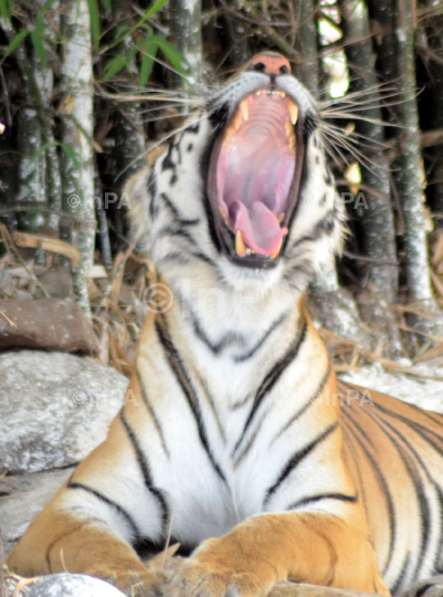 A Royal Bengal Tiger 