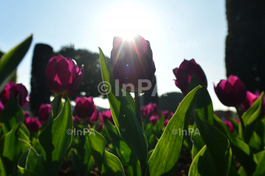 Amrit Udyan or Mughal Gardens