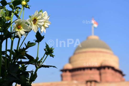 Amrit Udyan or Mughal Gardens