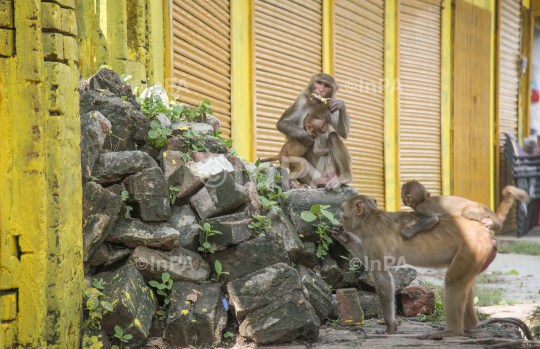 Ayodhya, Ram Mandir