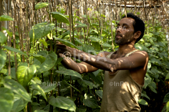 Betel cultivation