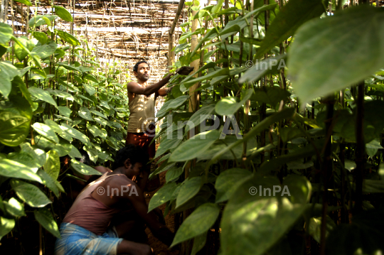 Betel cultivation