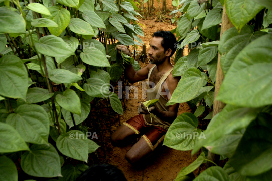 Betel cultivation