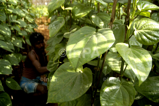 Betel cultivation