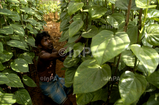 Betel cultivation