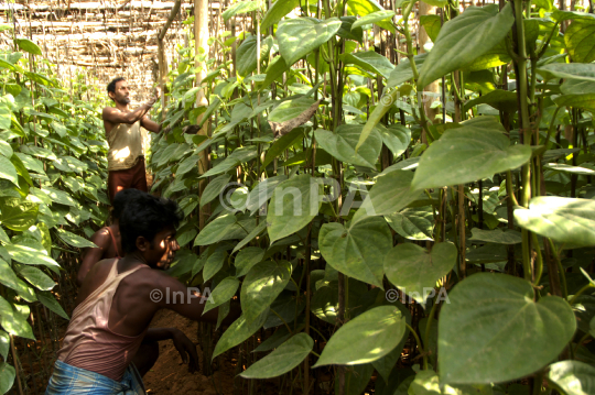 Betel cultivation