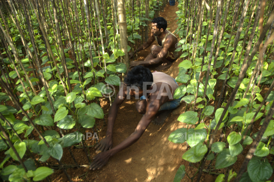 Betel cultivation