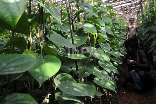 Betel cultivation