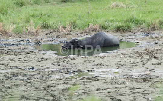 Buffalo in a grassland