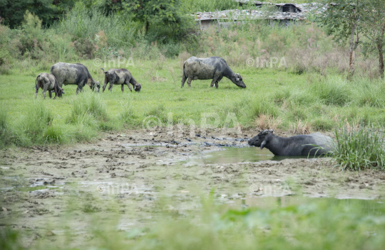 Buffalo in a grassland