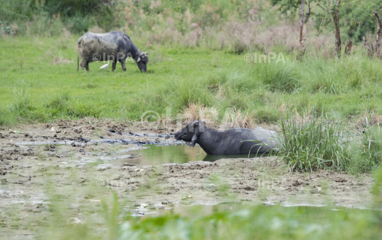 Buffalo in a grassland