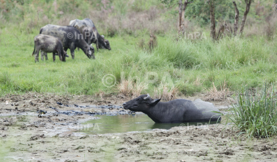 Buffalo in a grassland