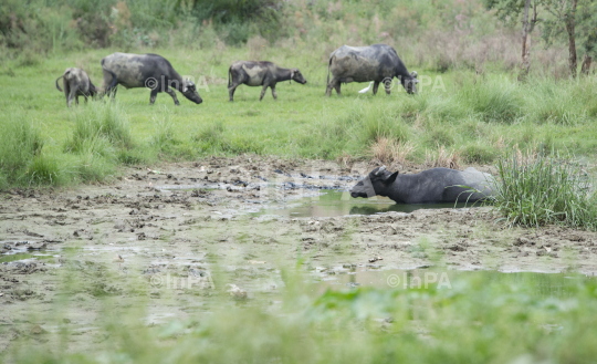 Buffalo in a grassland