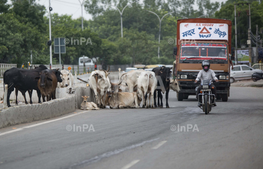 Cattle on roads