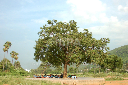 Children Studying Under Tree