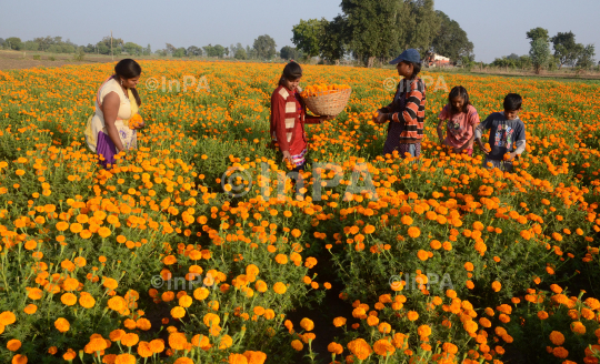 Cultivation of Marigold flower