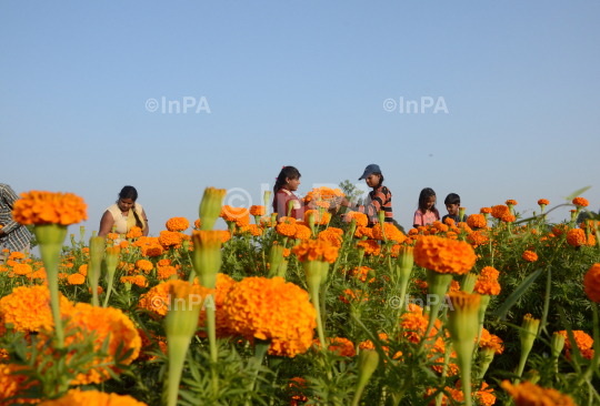 Cultivation of Marigold flower