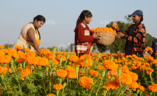 Cultivation of Marigold flower