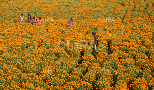 Cultivation of Marigold flower