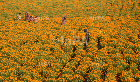 Cultivation of Marigold flower