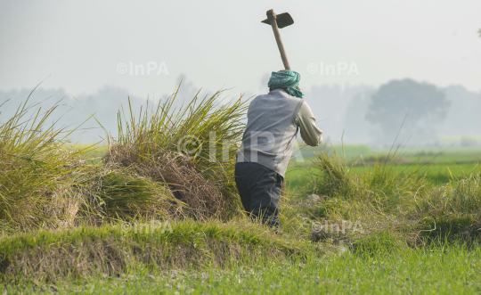 Daily Life of farmers