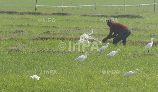 Daily Life of farmers