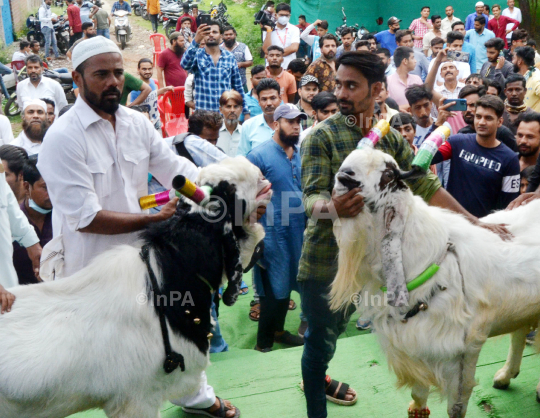 Eid al-Adha Festival