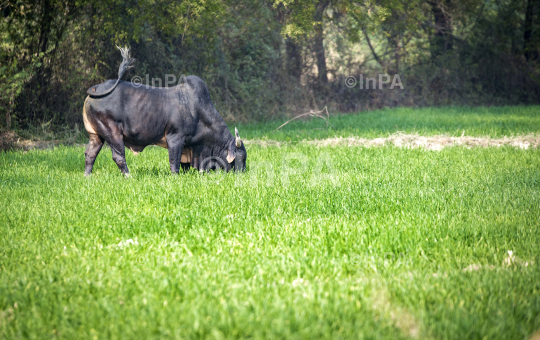 Farmer Life