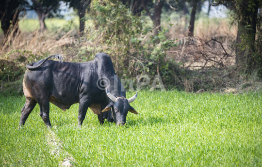 Farmer Life