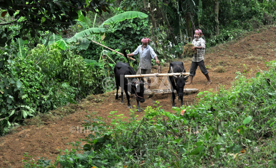 Farming in Northeast