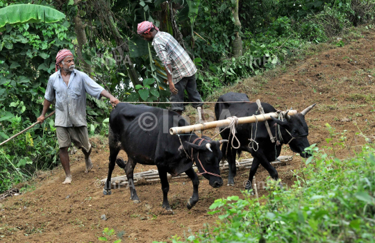 Farming in Northeast