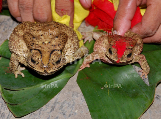 Frog wedding