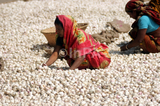 INDIA_GARLIC